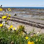<p align=left> À Sainte-Flavie, Gaspésie